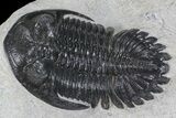 Hollardops Trilobite Fossil #66903-5